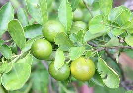 Fertilize by placing a key limes thrive in the humid florida environment and need additional moisture to cope with dry indoor conditions. Dwarf Mexican Lime Tree