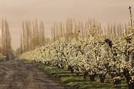 It is in the center of the western region of the country, located in a small valley that descends from a part of the western andes mountain chain. Pereira Frutos Tenros De Sabor Delicado Portal Do Jardim Com