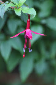 At all about flowers llc is a professional florist service located in cincinnati, ohio. Dermot O Neill Pa Twitter A Favourite Fuchsia Lechlade Magician Has Remarkable Blue Pollen Easy And Hardy Variety Flowers For Many Months Http T Co Cfzxujgbqx