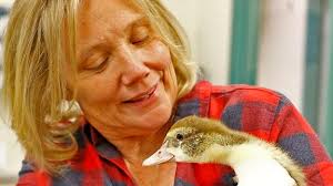 A look inside the New England Wildlife Center