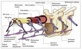 Nerbio-sistema somatikoa