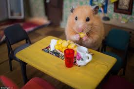 Welcome To Hamsterville Inside The Tiny Town For Rodents Funny Hamsters Cute Hamsters Hamster