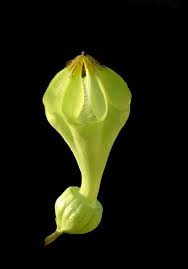 Image result for Ceropegia paricyma
