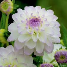 Schmuckdahlie Eveline 1 Stuck Dahlien Lila Blumen Garten Schluter