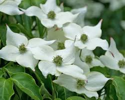 Maybe you would like to learn more about one of these? Planting And Caring For Japanese Dogwood Cornus Kousa Mygarden Com