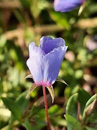 Image result for Lysimachia monelli