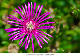 Image result for Hereroa