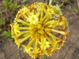 Image result for Gnidia kraussiana