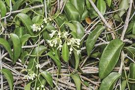 Image result for Cynanchum ellipticum