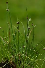 Image result for Isolepis setacea