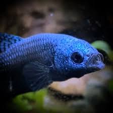 Head Photo Of Blue Alien Betta Fish In 2020 Betta Fish Types Betta Fish Betta