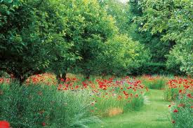 Do it yourself irrespective of your conditions for the best tips on landscaping the backyard design layout, you should be able to grow a selection of apples, pears, plums and so on and even. Tree Planting Ideas Design Tips Garden Design
