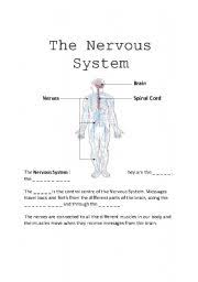 A nervous journey takes students on a quick ride from their brain to their toes where they. Nervous System Worksheets