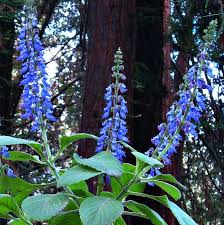 Image result for Coleus melleri