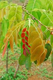 Image result for Englerodendron mengei