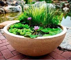 What Made This Guy From This Stink Normal Flowerpot Skin Off The Stool Flowerpot Normal Stink Stool Kleiner Gartenteich Garten Wassergarten