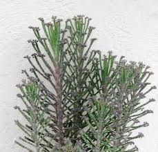 Image result for Bryophyllum tubiflorum