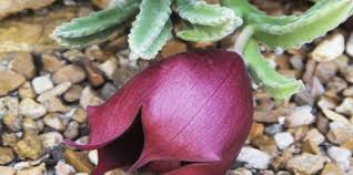 Image result for Stapelia leendertziae