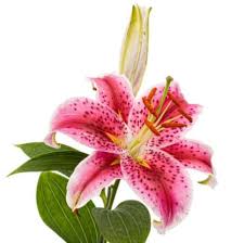 Hours may change under current circumstances Your Hampton Falls Floral Expert Flowers By Marianne