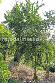 Image result for Dovyalis afra