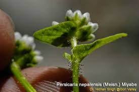 Image result for Persicaria nepalensis