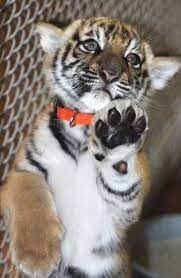 Bruce Lee Baby Tiger At Promised Land Zoo In Branson Missouri Katten Tijger