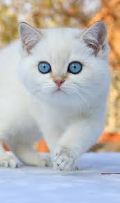 kitten british shorthair available american shorthair cat british shorthair cat love