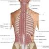 The number of ribs present in the typical human skeleton is of 12 paired rib elements (a it seems that the display of the decomposing bodies, together with a lack of a proper burial, was clearly intentional. Https Encrypted Tbn0 Gstatic Com Images Q Tbn And9gcs Tdoyffev7vd5paymb88ttkesz3dgv1jo7qtejnqw16vqmohi Usqp Cau