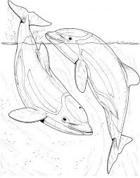Two Dolphin In The Sea Coloring Page Super Coloring Dolphin Coloring Pages Dolphin Drawing Animal Coloring Pages