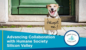 Humane society silicon valley, located in milpitas, california, is at ames avenue 901. Silicon Valley Humane Society Petfinder