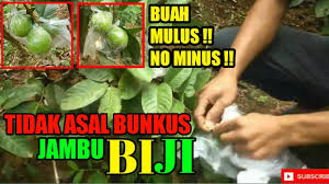 Nah, tunggu apa lagi yuk kita sipak panduan cara merawat tanaman buah jambu kristal ini. Cara Membungkus Jambu Biji Di Pohon Seputar Tanaman Youtube