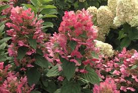 Image result for Gaertnera paniculata