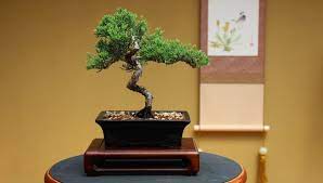 Discounts, free shipping and more. Quality Bonsai Trees Supplies 100 000 Trees Shipped
