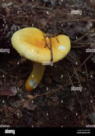 Image result for Russula flavida