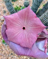 Image result for Hoodia currorii