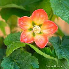 Image result for Abutilon grantii
