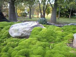 Scleranthus Biflorus A Great Native Ground Cover From Wallis Creek Watergarden Garden Water Garden Moss Garden
