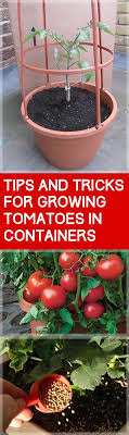 They also produce very large fruits that weight about 2 pounds. Tips And Tricks For Growing Tomatoes In Containers Growing Tomatoes In Containers Container Gardening Container Gardening Vegetables