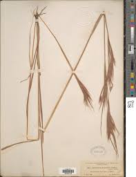 Image result for Hyperthelia dissoluta