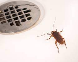 They can fly because they have tiny wings. Why Are There Bugs In My Bathroom