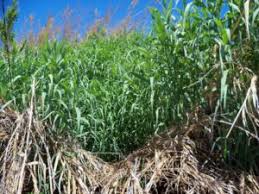 Image result for Arundo
