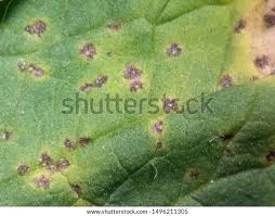 Image result for tomato seedling xanthomonas vesicatoria