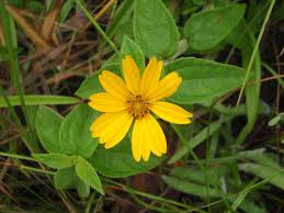 Image result for Aspilia