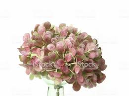 Almost Painted Hortensia Flower Royalty Free Stock Photo Flowers Stock Images Free Royalty Free Stock Photos