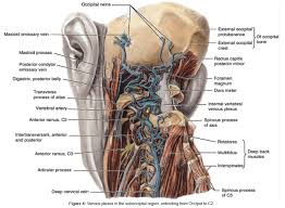 We did not find results for: Cranio Cervical Trauma Eidemiology Classification Diagnosis And Management Scitechnol