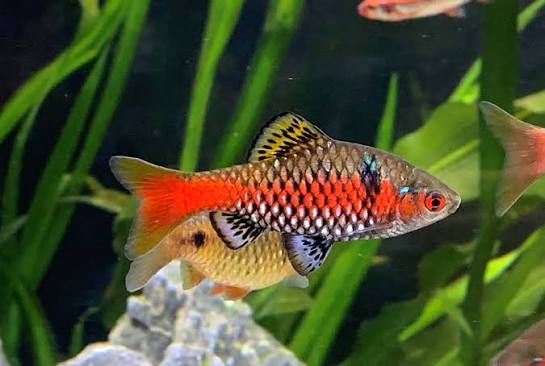 Odessa Barb-Pethia padamya