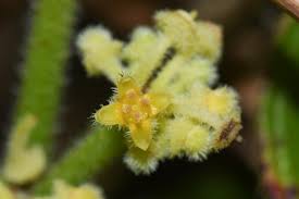 Image result for Cissus welwitschii