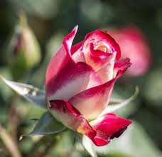 Our pictures of named red roses of many varieties, along with red rose pictures for special occasions. 14 Rose Colors Meanings For A Thoughtful Bouquet