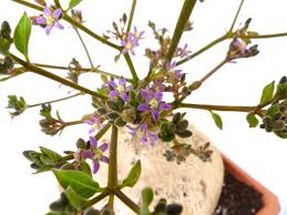 Image result for Raphionacme hirsuta