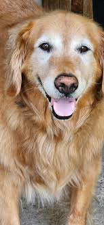 Solved! The case of the missing cherry tomatoes!